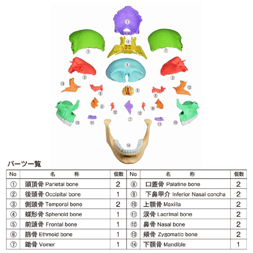 頭蓋骨模型(22分割カラー・マグネット式) Erler Zimmer