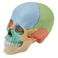 エルラージマー頭蓋骨模型(22分割カラー・マグネット式)