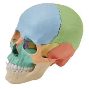 エルラージマー頭蓋骨模型(22分割カラー・マグネット式)
