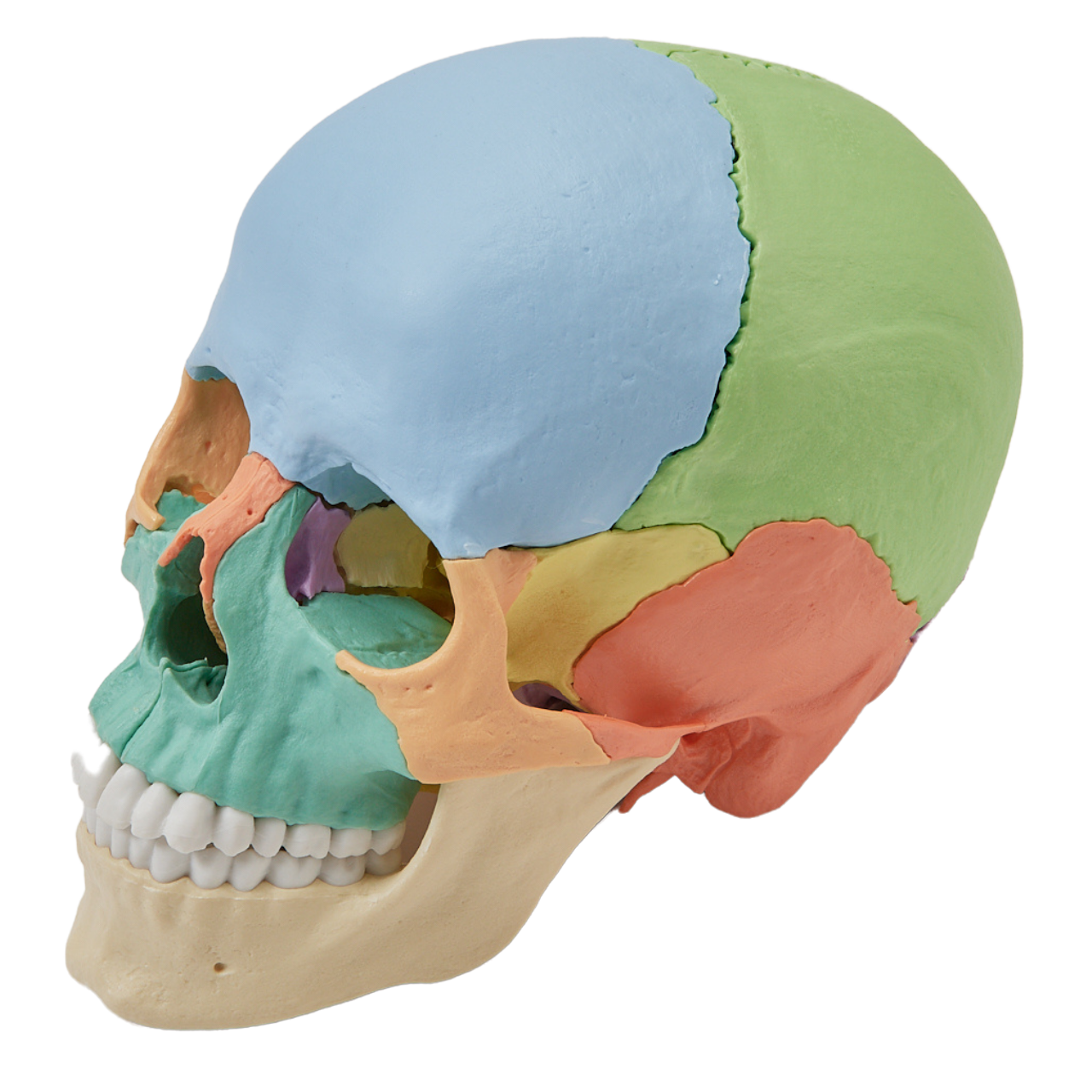 頭蓋骨模型(22分割カラー・マグネット式) Erler Zimmer