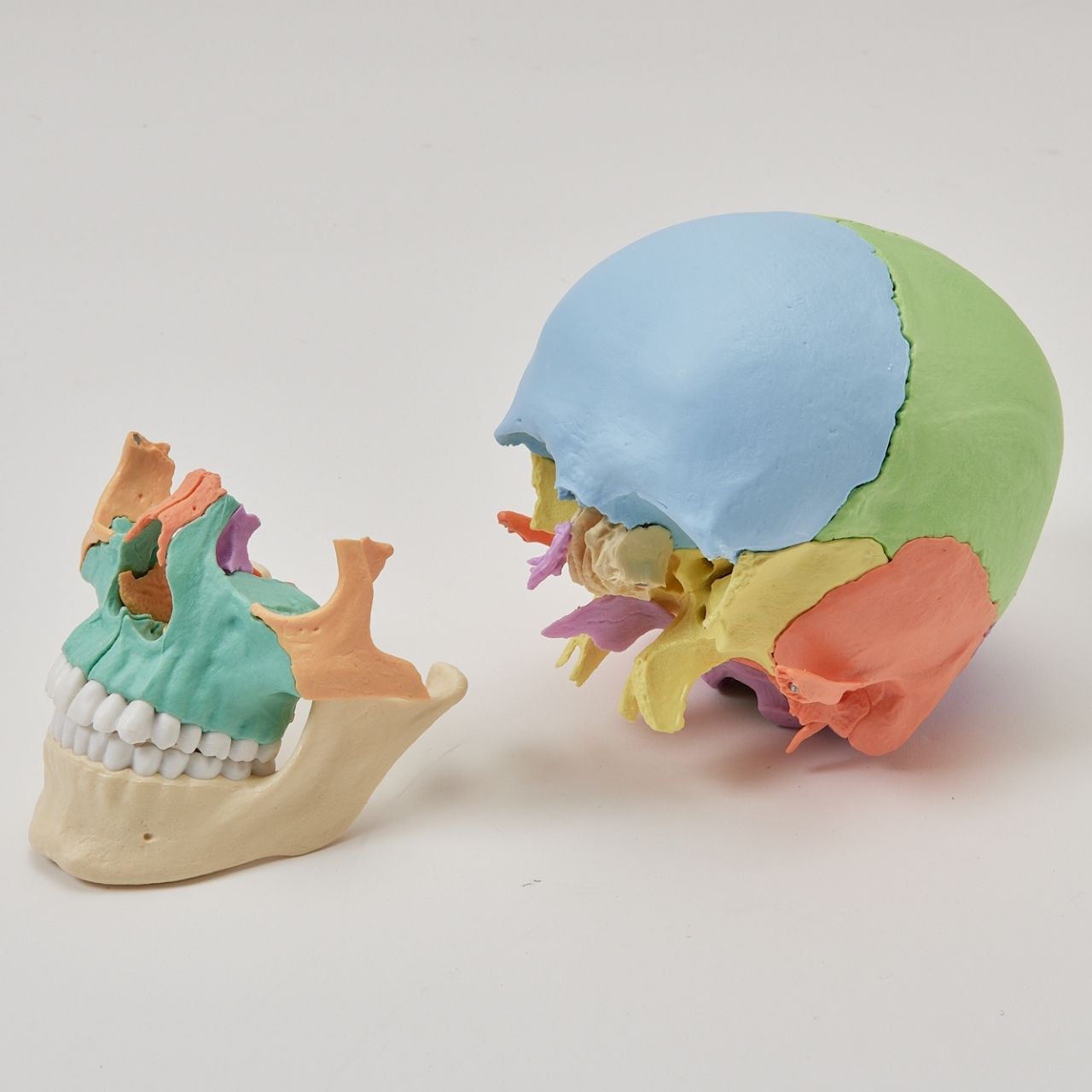 頭蓋骨模型(22分割カラー・マグネット式) Erler Zimmer 