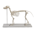 犬の骨格模型 Erler Zimmer (エルラージマー)