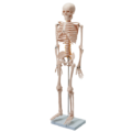 ミニ 全身骨格模型 (85cm)