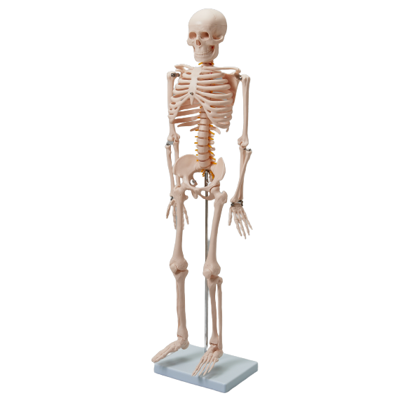 ミニ 全身骨格模型 (85cm)